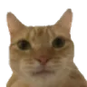 catstare