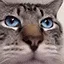 STARE STARE