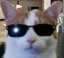 catdentonson catdentonson