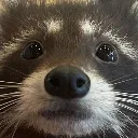 raccoonjudging