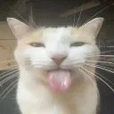 blehhh