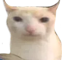 catnoboom