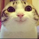 sillycat