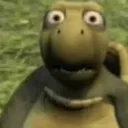 turtle