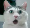 catshock7