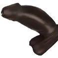 big_black_dick
