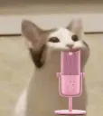 kittywave