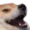 Kekdoge
