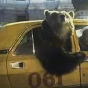 taxibear