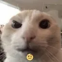 Wtfcat wtfcat Discord Emoji