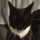 navi