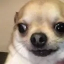 Rulers_dog