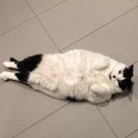 ottercat