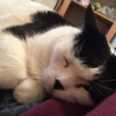 lovecat