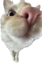 YuriSNIFFA