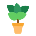 plant plant