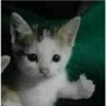 gatolike Discord emoji