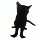 catbop