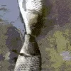 FishAHomie