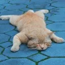 CatDed5