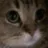 S11meow