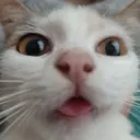 Arcycatmeenasilly Arcycatmeenasilly