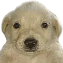 jotchua