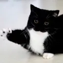 spki