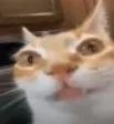 caterm caterm
