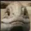 skrunkle_smile