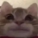 miao