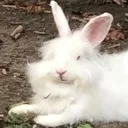 sassyfloof