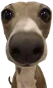 dogo