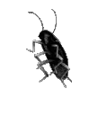 BlackRoach