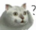 gatopregunta