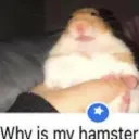 whyismyhamster