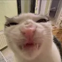 sneer