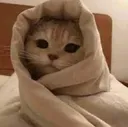 cathug1 Discord Emoji
