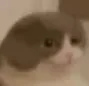 Joe_Mama_Stare