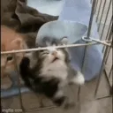 Rulers_catcatletmeout