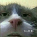 Strelloxcat Discord emoji