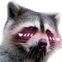 uwuracoon