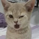 winkingcat