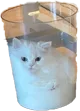 2_milkcat