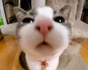 0_cat 0_cat