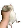 rattle