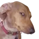 bit_sus