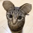 boywhyyousoears