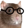 hyperratNerd
