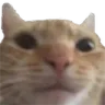 WeirdCat